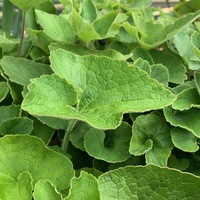 Campanula rhomboidalis 